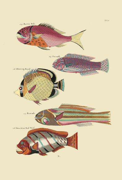 ポストカード単品：PEC121-BP：モルッカ諸島の彩色魚類図譜-第１部 図版21