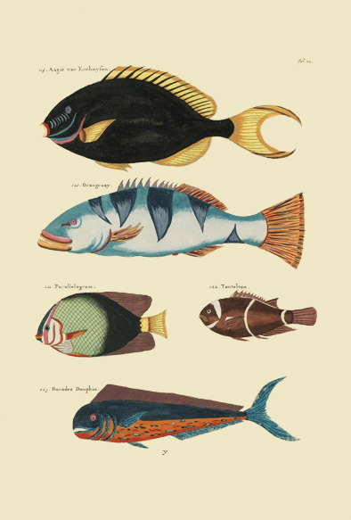 ポストカード単品：PEC122-BP：モルッカ諸島の彩色魚類図譜-第１部 図版22
