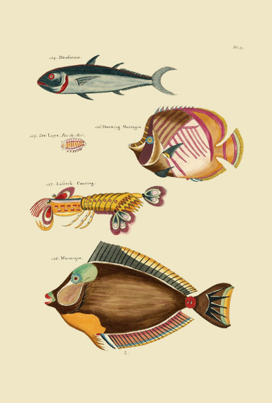 ポストカード単品：PEC123-BP：モルッカ諸島の彩色魚類図譜-第１部 図版23