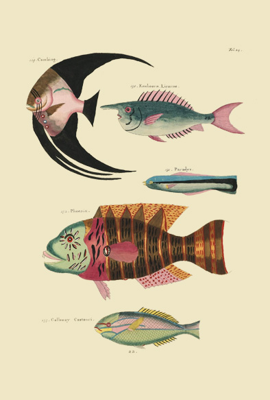 ポストカード単品：PEC124-BP：モルッカ諸島の彩色魚類図譜-第１部 図版24