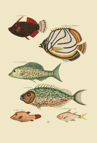 ポストカード単品：PEC125-BP：モルッカ諸島の彩色魚類図譜-第１部 図版25