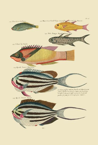 ポストカード単品：PEC126-BP：モルッカ諸島の彩色魚類図譜-第１部 図版26