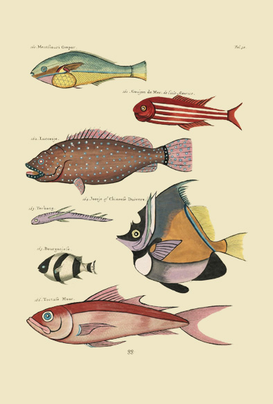 ポストカード単品：PEC130-BP：モルッカ諸島の彩色魚類図譜-第１部 図版30