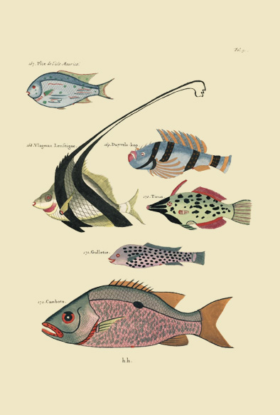 ポストカード単品：PEC131-BP：モルッカ諸島の彩色魚類図譜-第１部 図版31