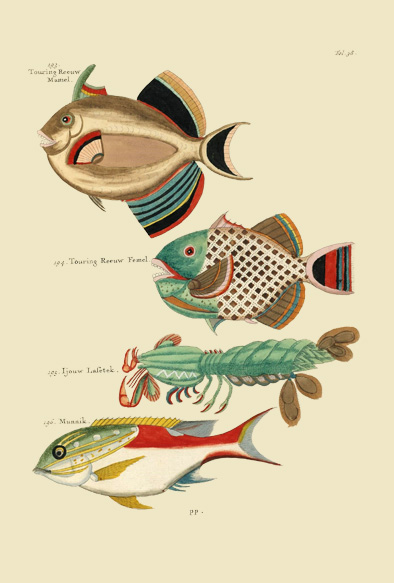 ポストカード単品：PEC138-BP：モルッカ諸島の彩色魚類図譜-第１部 図版38