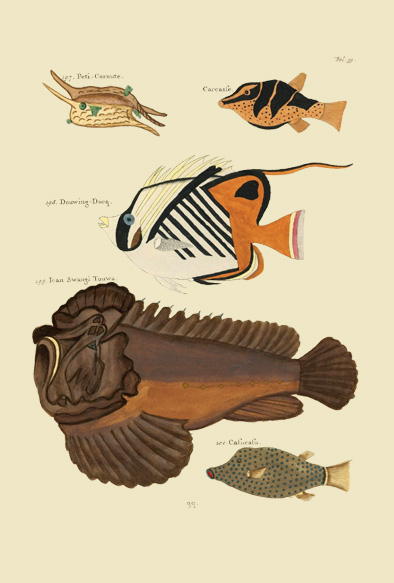 ポストカード単品：PEC139-BP：モルッカ諸島の彩色魚類図譜-第１部 図版39