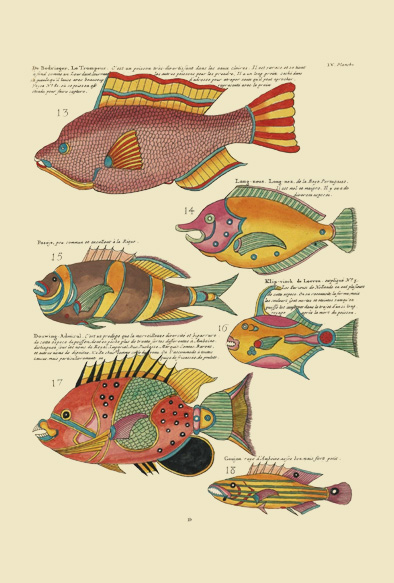ポストカード単品：PEC204-BP：モルッカ諸島の彩色魚類図譜-第１部 図版4