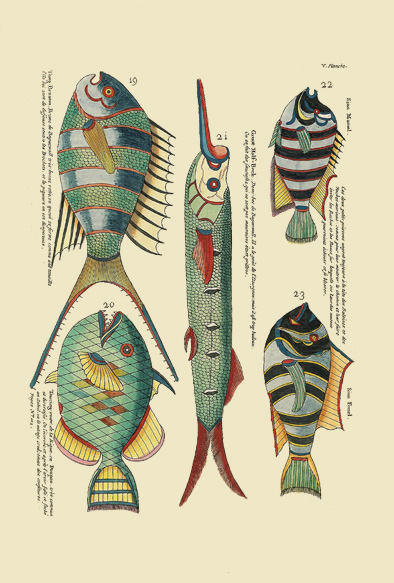 ポストカード単品：PEC205-BP：モルッカ諸島の彩色魚類図譜-第１部 図版5