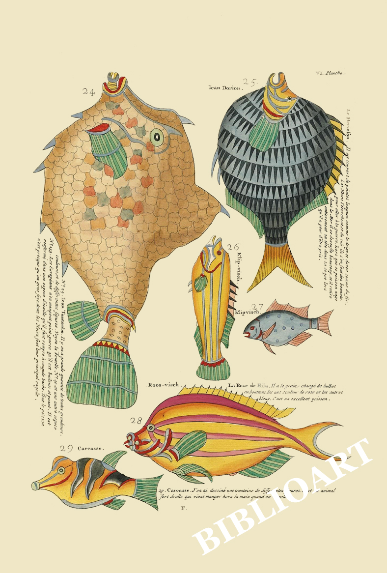 ポストカード単品：PEC206-BP：モルッカ諸島の彩色魚類図譜-第１部 図版6