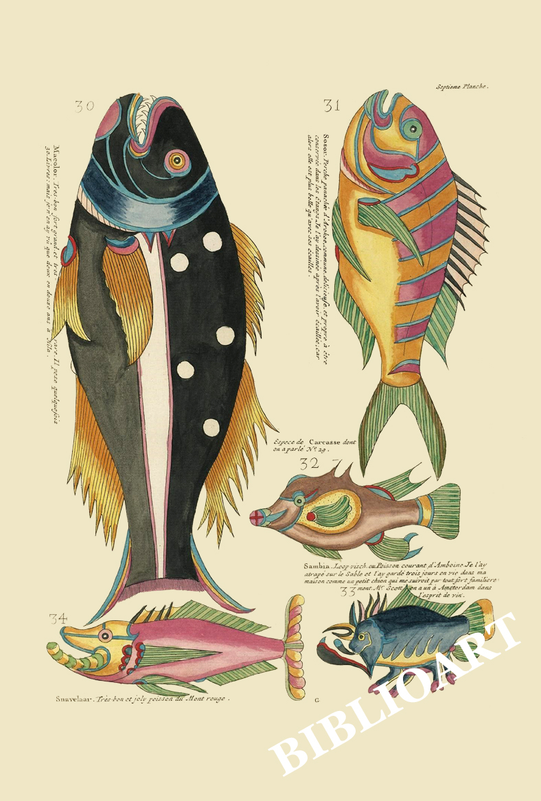ポストカード単品：PEC207-BP：モルッカ諸島の彩色魚類図譜-第１部 図版7