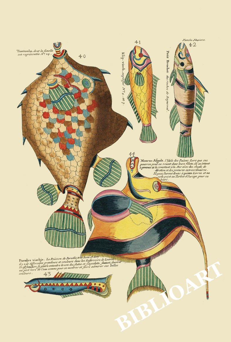 ポストカード単品：PEC209-BP：モルッカ諸島の彩色魚類図譜-第１部 図版9