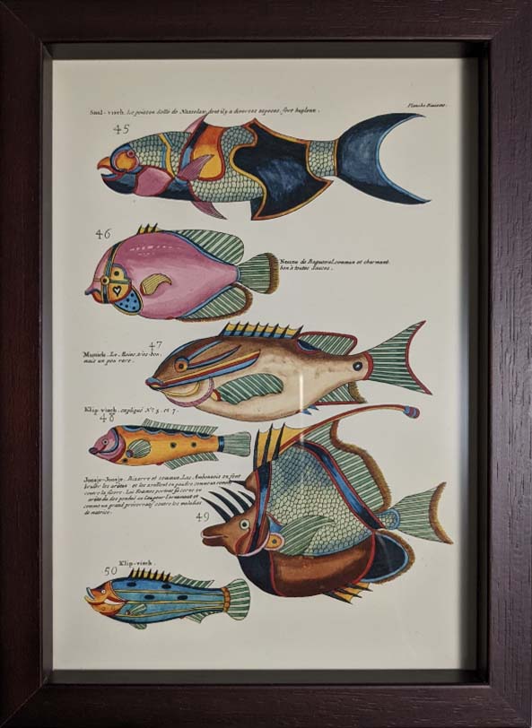 額装品（Ａ５）：PEC210-A5G-BOX：モルッカ諸島の彩色魚類図譜-第２部 図版10