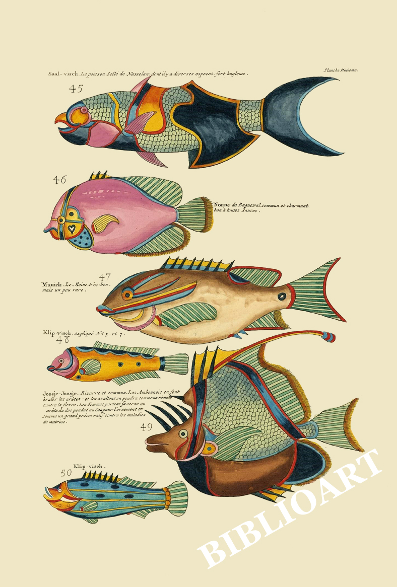 ポストカード単品：PEC210-BP：モルッカ諸島の彩色魚類図譜-第２部 図版10