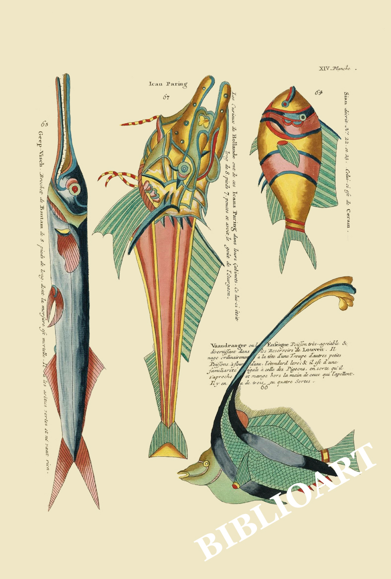 ポストカード単品：PEC214-BP：モルッカ諸島の彩色魚類図譜-第２部 図版14