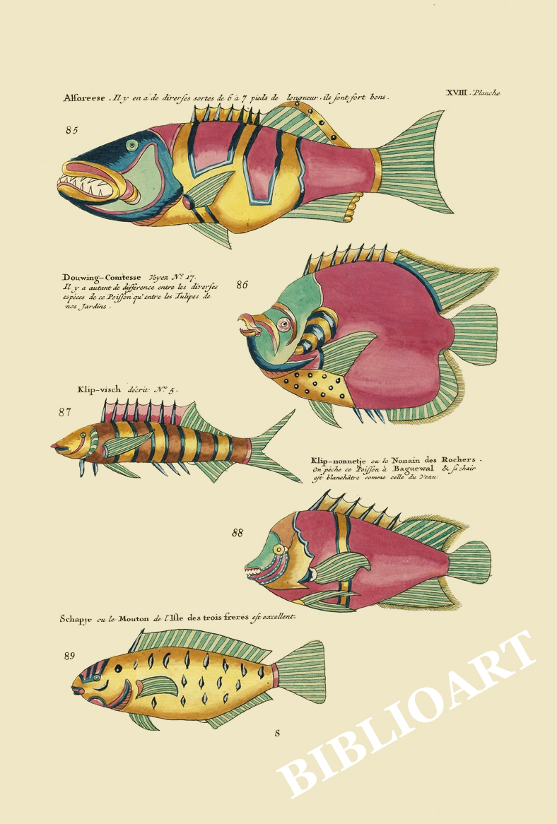ポストカード単品：PEC218-BP：モルッカ諸島の彩色魚類図譜-第２部 図版18