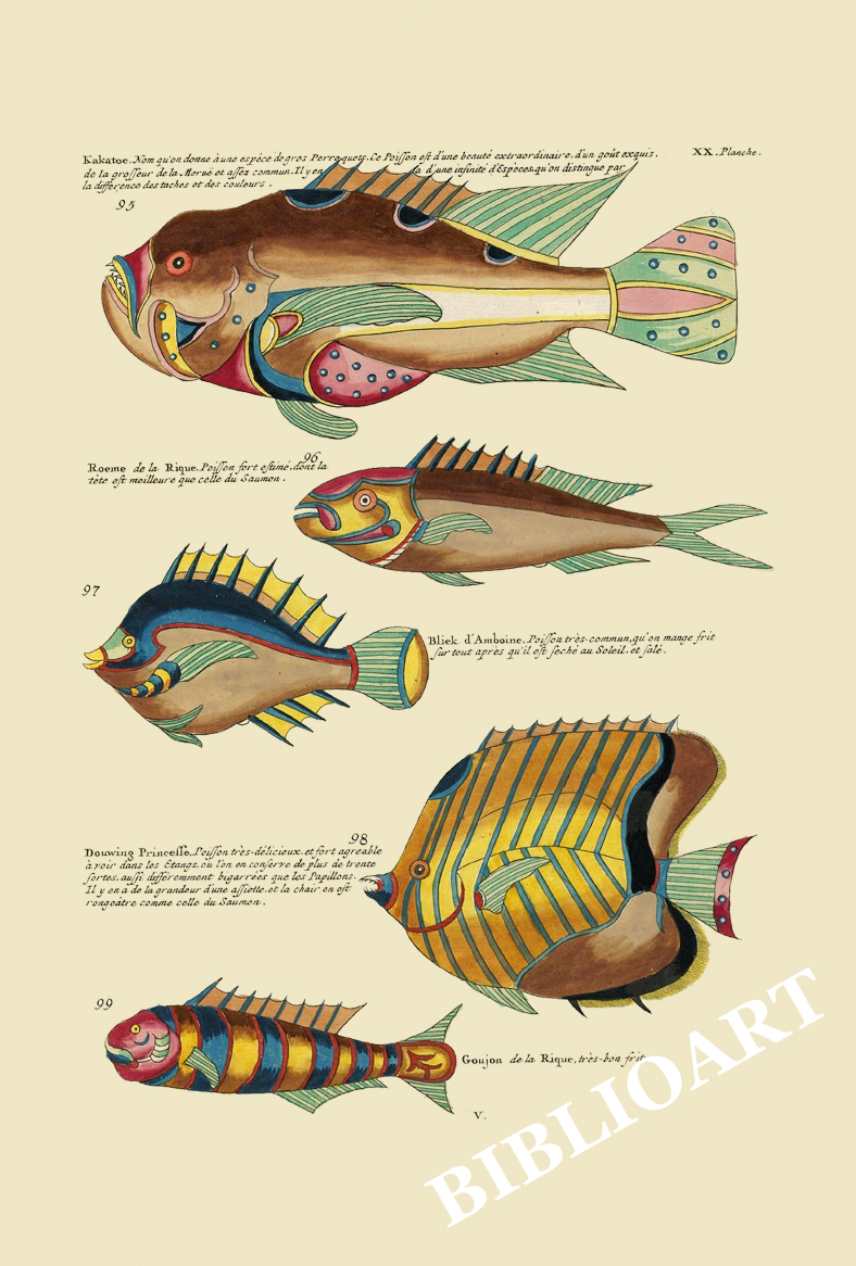ポストカード単品：PEC220-BP：モルッカ諸島の彩色魚類図譜-第２部 図版20