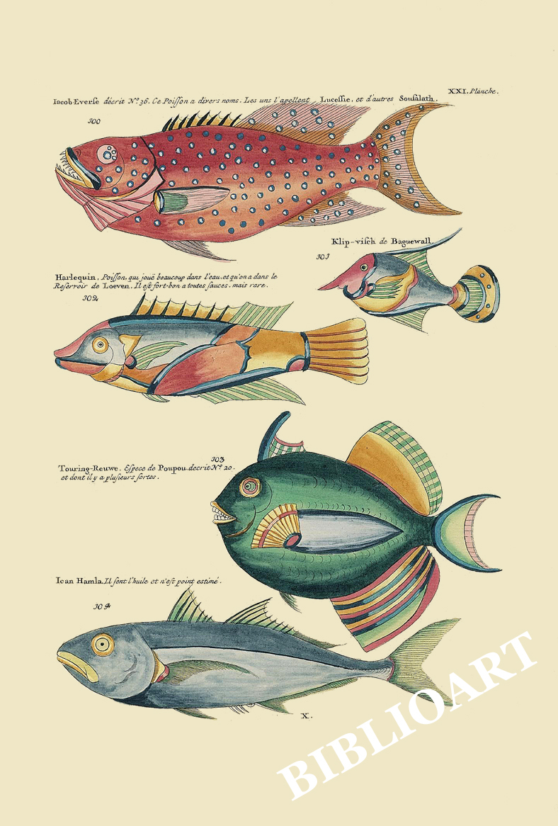 ポストカード単品：PEC221-BP：モルッカ諸島の彩色魚類図譜-第２部 図版21