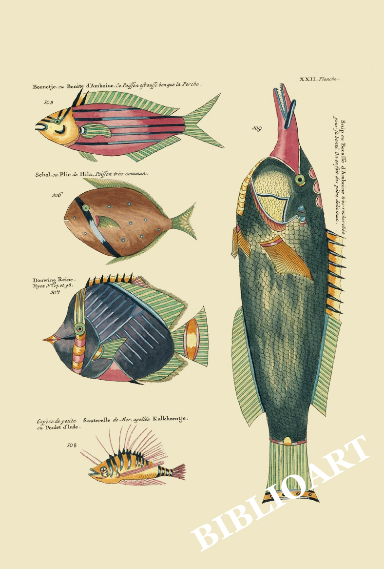 ポストカード単品：PEC222-BP：モルッカ諸島の彩色魚類図譜-第２部 図版22