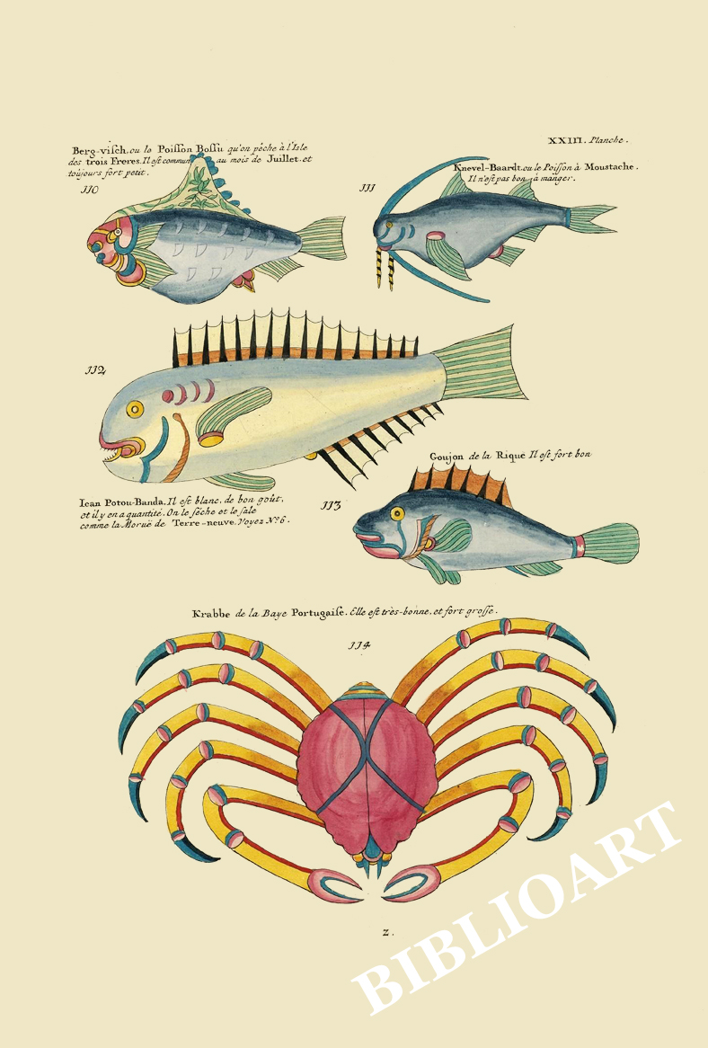 ポストカード単品：PEC223-BP：モルッカ諸島の彩色魚類図譜-第２部 図版23
