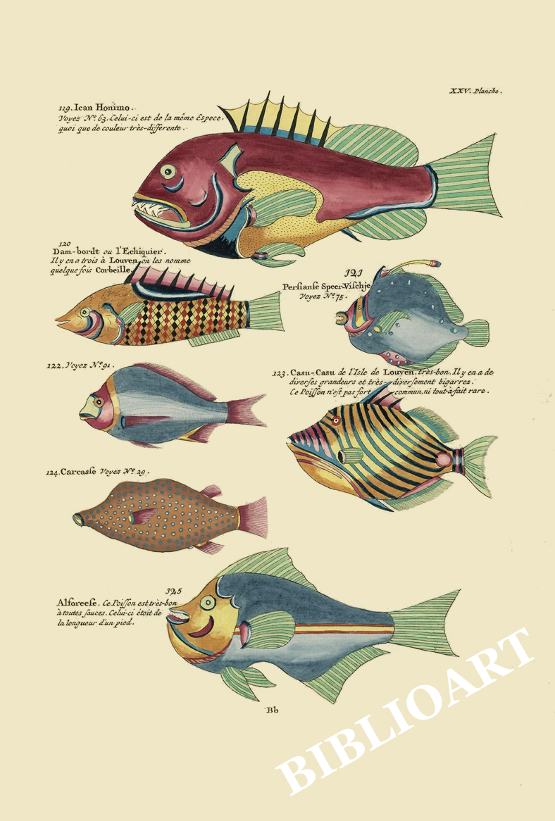 ポストカード単品：PEC225-BP：モルッカ諸島の彩色魚類図譜-第２部 図版25