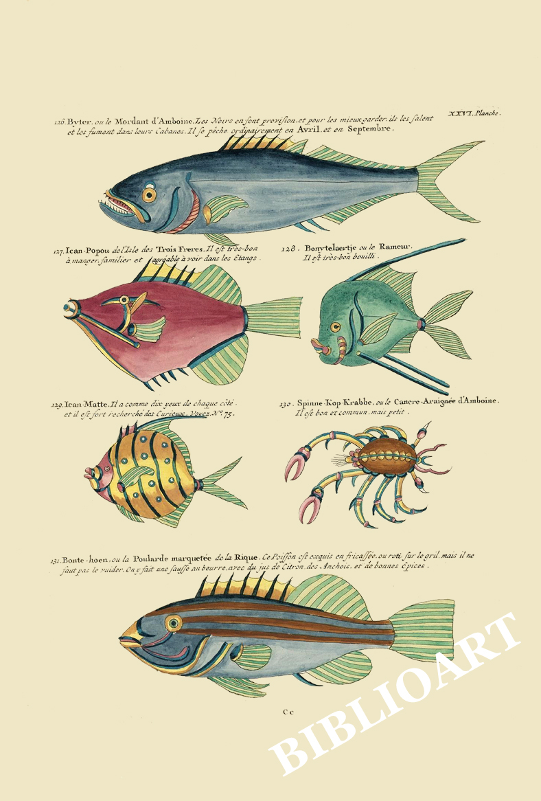 ポストカード単品：PEC226-BP：モルッカ諸島の彩色魚類図譜-第２部 図版26