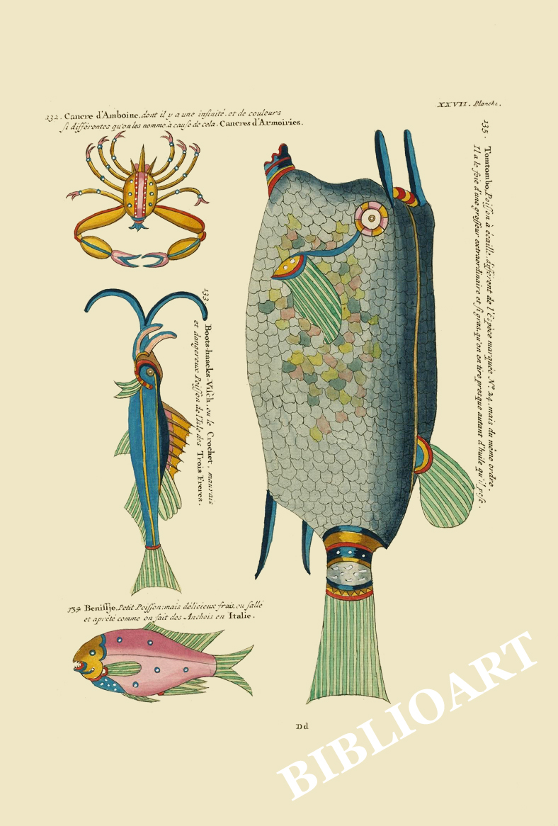 ポストカード単品：PEC227-BP：モルッカ諸島の彩色魚類図譜-第２部 図版27