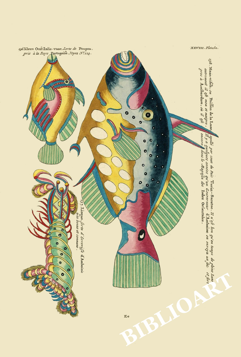 ポストカード単品：PEC228-BP：モルッカ諸島の彩色魚類図譜-第２部 図版28