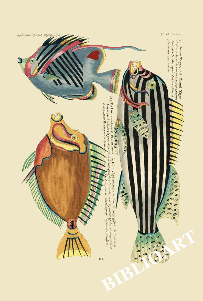 ポストカード単品：PEC231-BP：モルッカ諸島の彩色魚類図譜-第２部 図版31