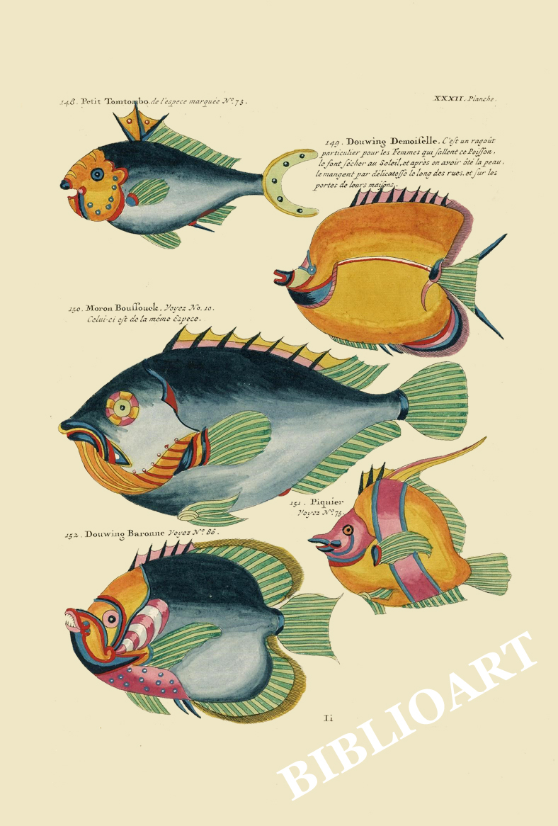 ポストカード単品：PEC232-BP：モルッカ諸島の彩色魚類図譜-第２部 図版32