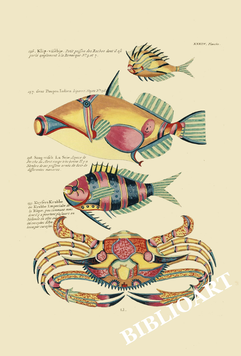 ポストカード単品：PEC234-BP：モルッカ諸島の彩色魚類図譜-第２部 図版34