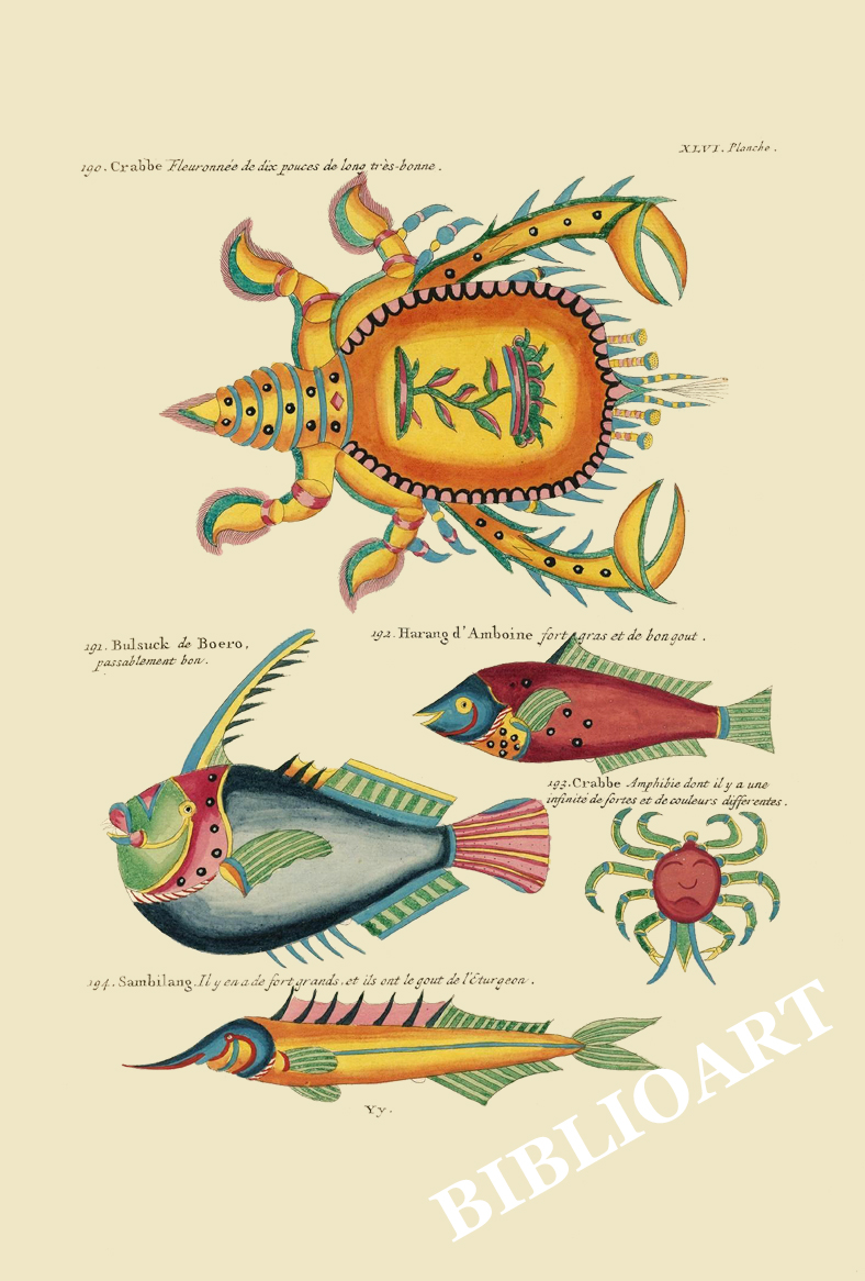 ポストカード単品：PEC246-BP：モルッカ諸島の彩色魚類図譜-第２部 図版46