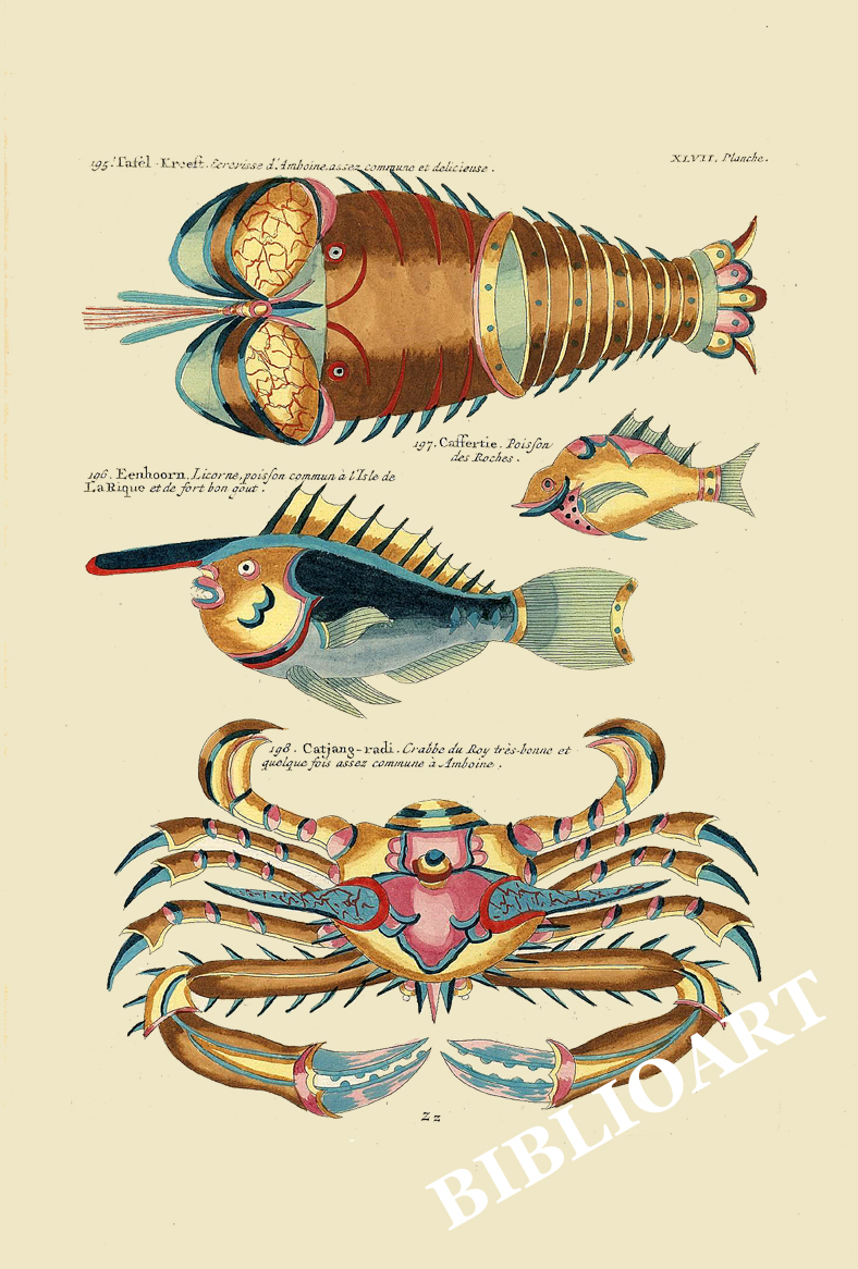ポストカード単品：PEC247-BP：モルッカ諸島の彩色魚類図譜-第２部 図版47