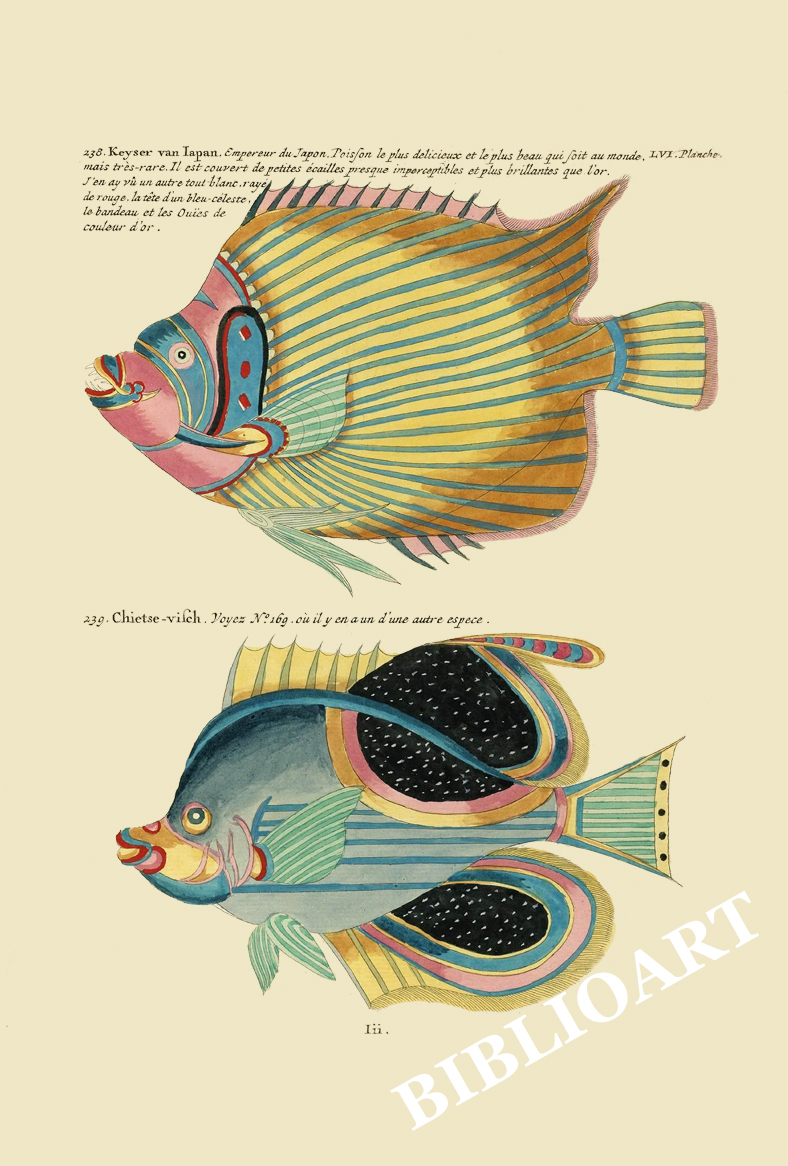 ポストカード単品：PEC256-BP：モルッカ諸島の彩色魚類図譜-第２部 図版56