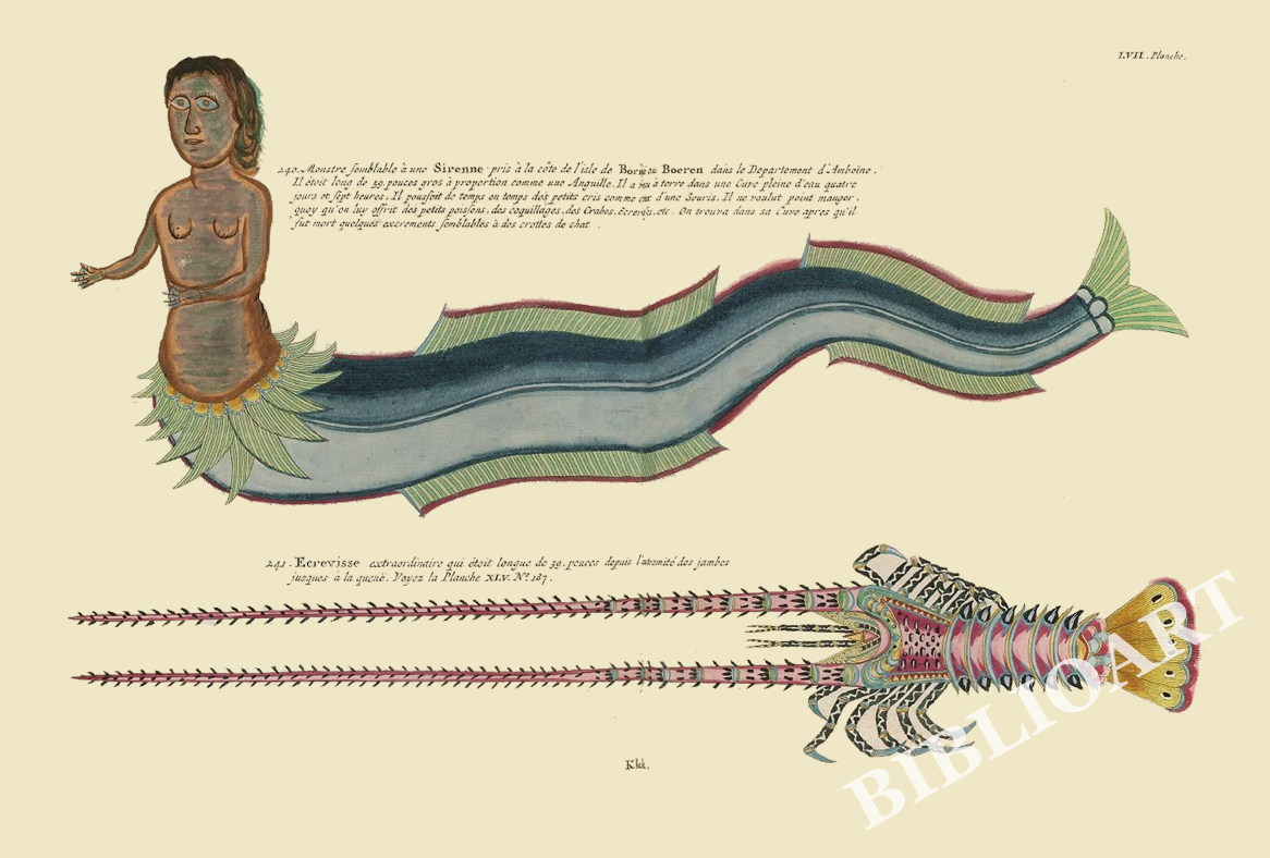 ポストカード単品：PEC257-BP：モルッカ諸島の彩色魚類図譜-第２部 図版57