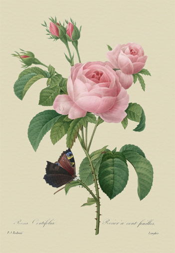 ポストカード単品：RC013-BP
：ケンティフォリアと蝶