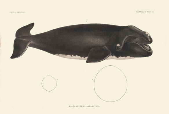ポストカード単品：S305-BP
：セミクジラの亜種１