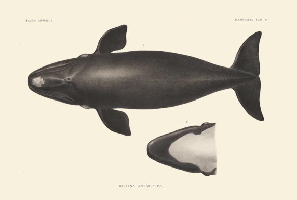 ポストカード単品：S306-BP
：セミクジラの亜種２