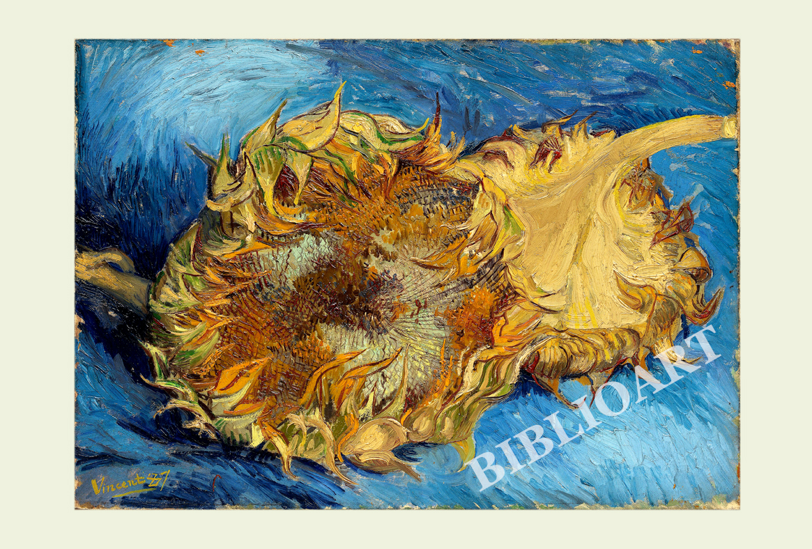 ポストカード単品：VVG040-BP：Still life of sunflowers